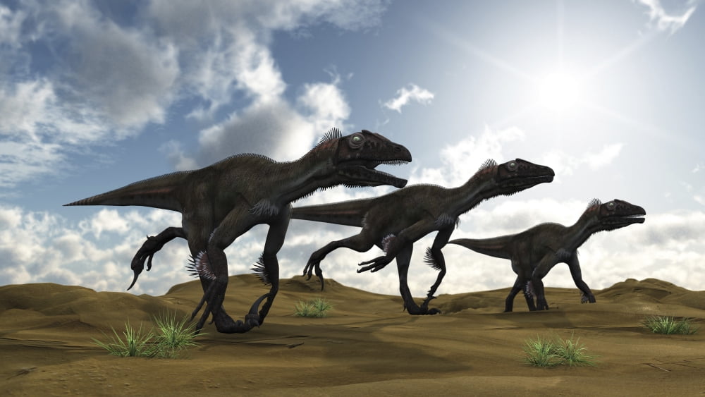 Three Utahraptors running across desert terrain Canvas Art - Kostyantyn IvanyshenStocktrek Images (38 x 22)