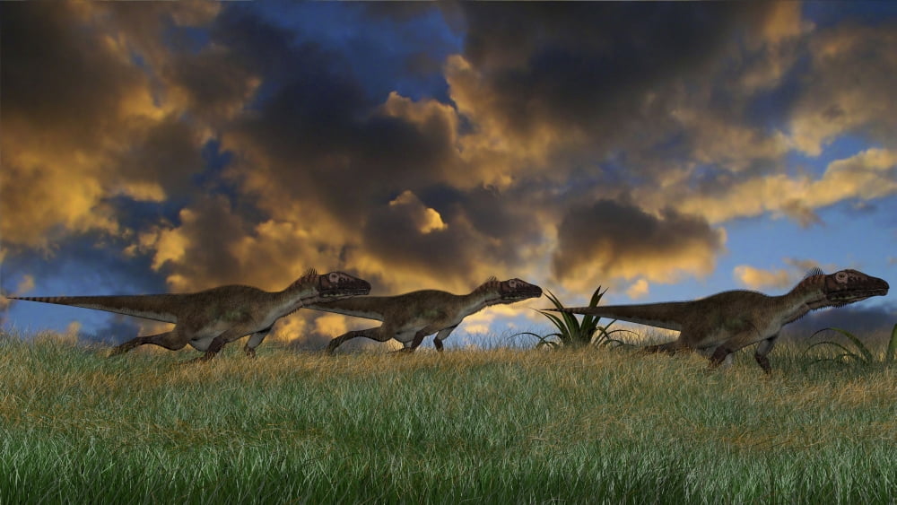 Three Utahraptors running across prehistoric grasslands Canvas Art - Kostyantyn IvanyshenStocktrek Images (38 x 22)