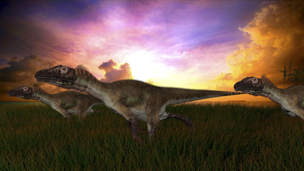 Three Utahraptors running across prehistoric grasslands at sunset Canvas Art - Kostyantyn IvanyshenStocktrek Images (38 x 22)