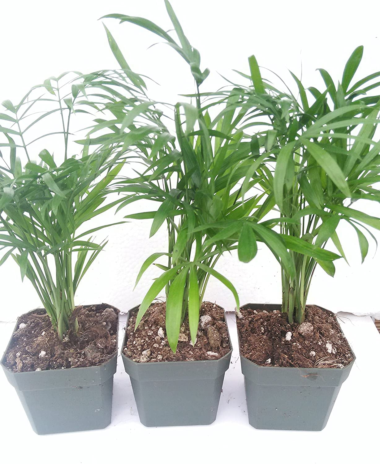 succulant Crassula Ivory Towers Crassula Conjuncta Succulent For Sale 2 inch / Clay Pot by Succulents Box