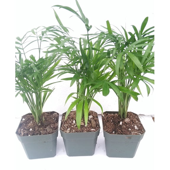 Three Victorian Parlor Palm Chamaedorea Indestructable 2.5 Pot