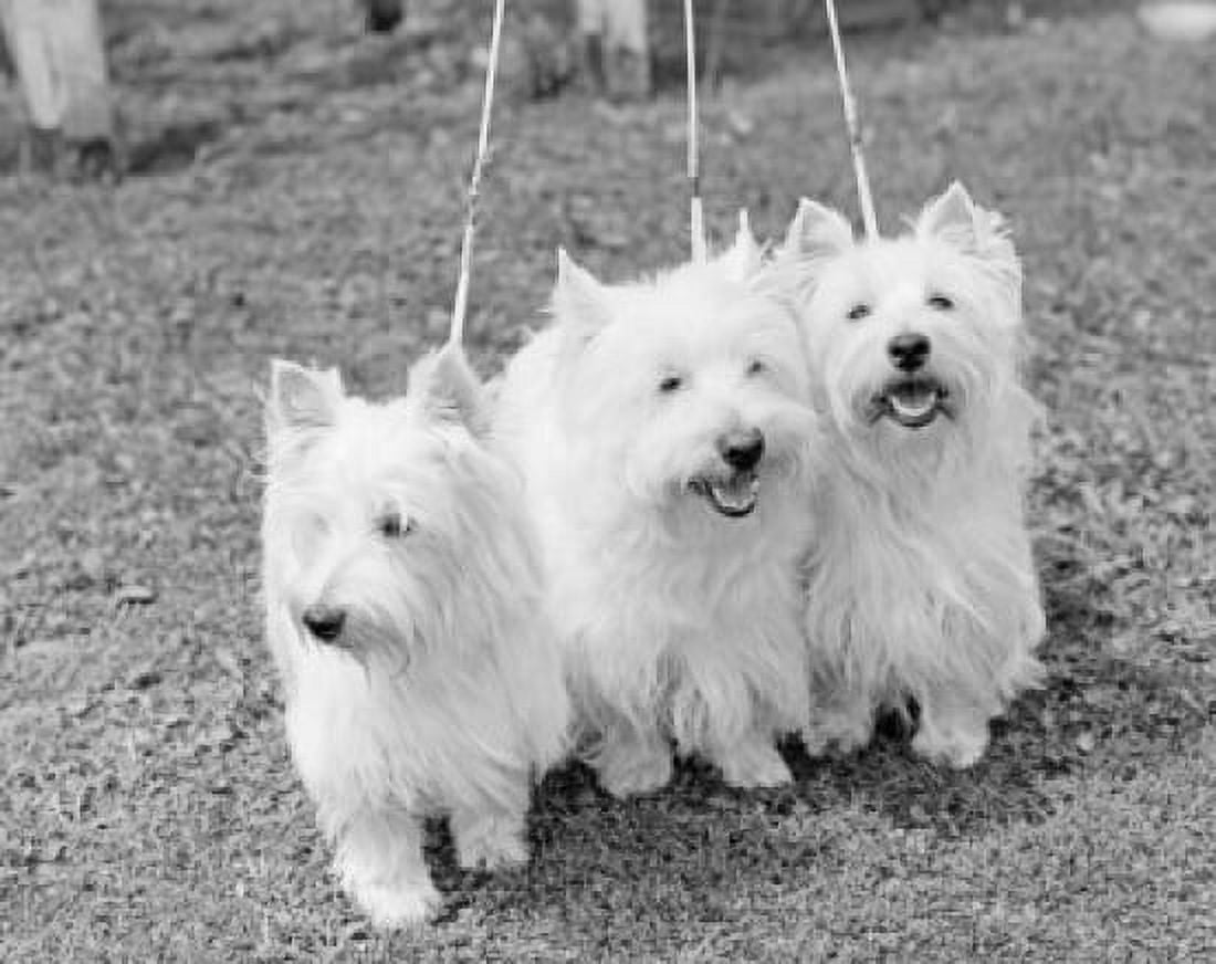 Three West Highland White Terriers side by side Canvas Art - (18 x 24)