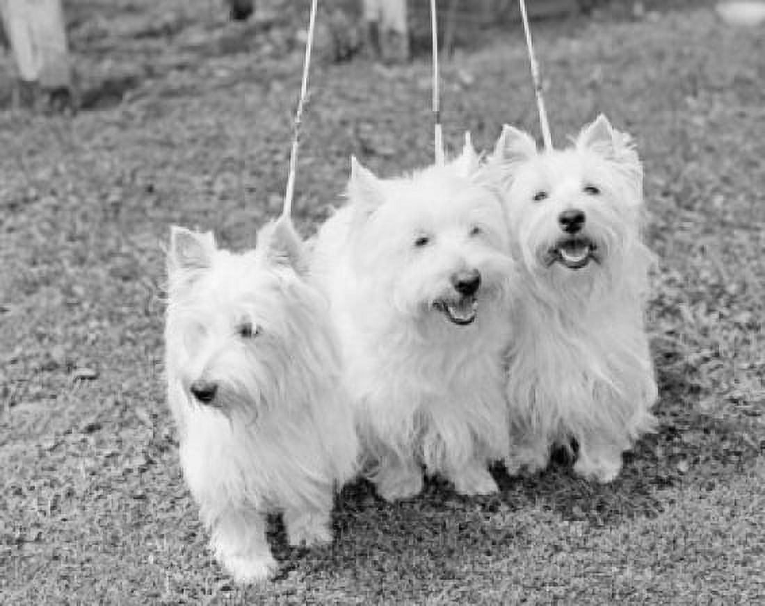 Three West Highland White Terriers side by side Canvas Art - (24 x 36)