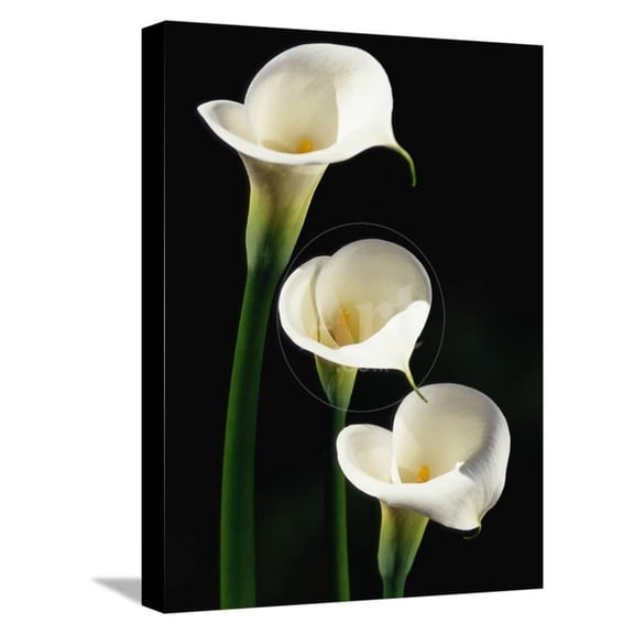 Three White Calla Lilies, Botanical Stretched Canvas Wall Art by Darrell Gulin Sold by ArtCom