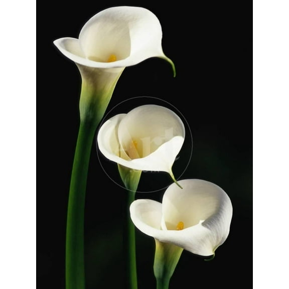 Three White Calla Lilies, Botanical Unframed Premium Photographic Print Wall Art by Darrell Gulin Sold by Art.Com