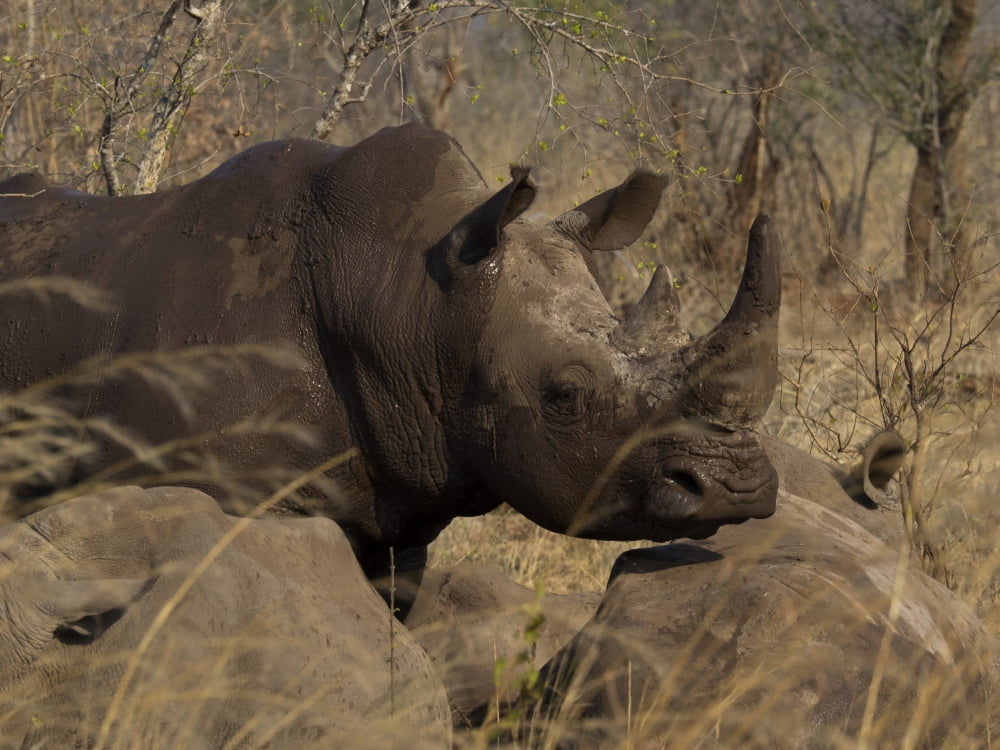 Three White Rhinoceros (Ceratotherium simum) in a forest Mosi-oa-Tunya National Park Livingstone Zambia Canvas Art - Panoramic Images (12 x 16)