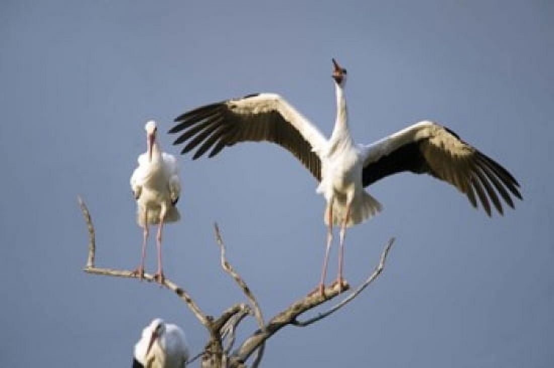 Three White storks (Ciconia ciconia) perching on branches Tarangire National Park Tanzania Canvas Art - Panoramic Images (16 x 11)