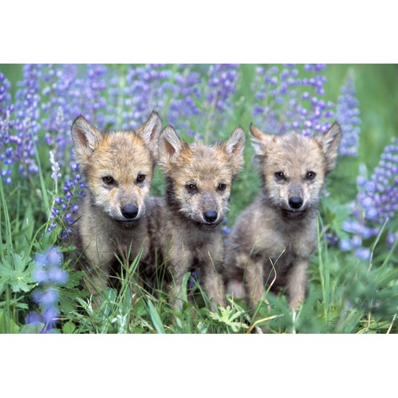 Three Wolf Pups Canvas Art - Natural Selection David Ponton Design Pics (18 x 12)