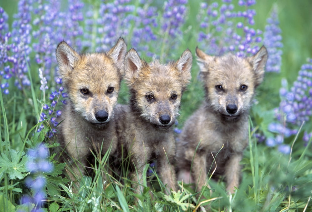 Three Wolf Pups Canvas Art - Natural Selection David Ponton Design Pics (36 x 24)