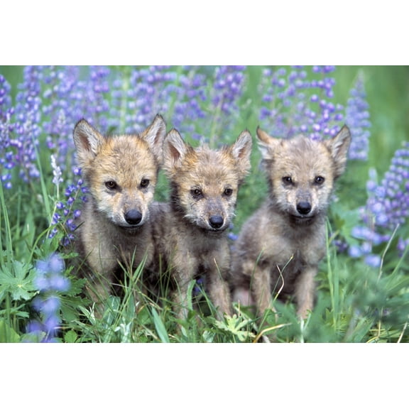 Three Wolf Pups Canvas Art - Natural Selection David Ponton Design Pics (36 x 24)