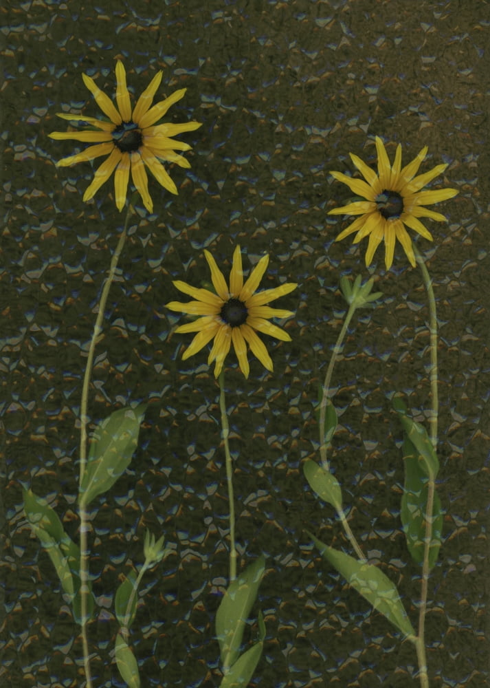 Three Yellow Flowers Canvas Art - Deddeda Design Pics (12 x 16)