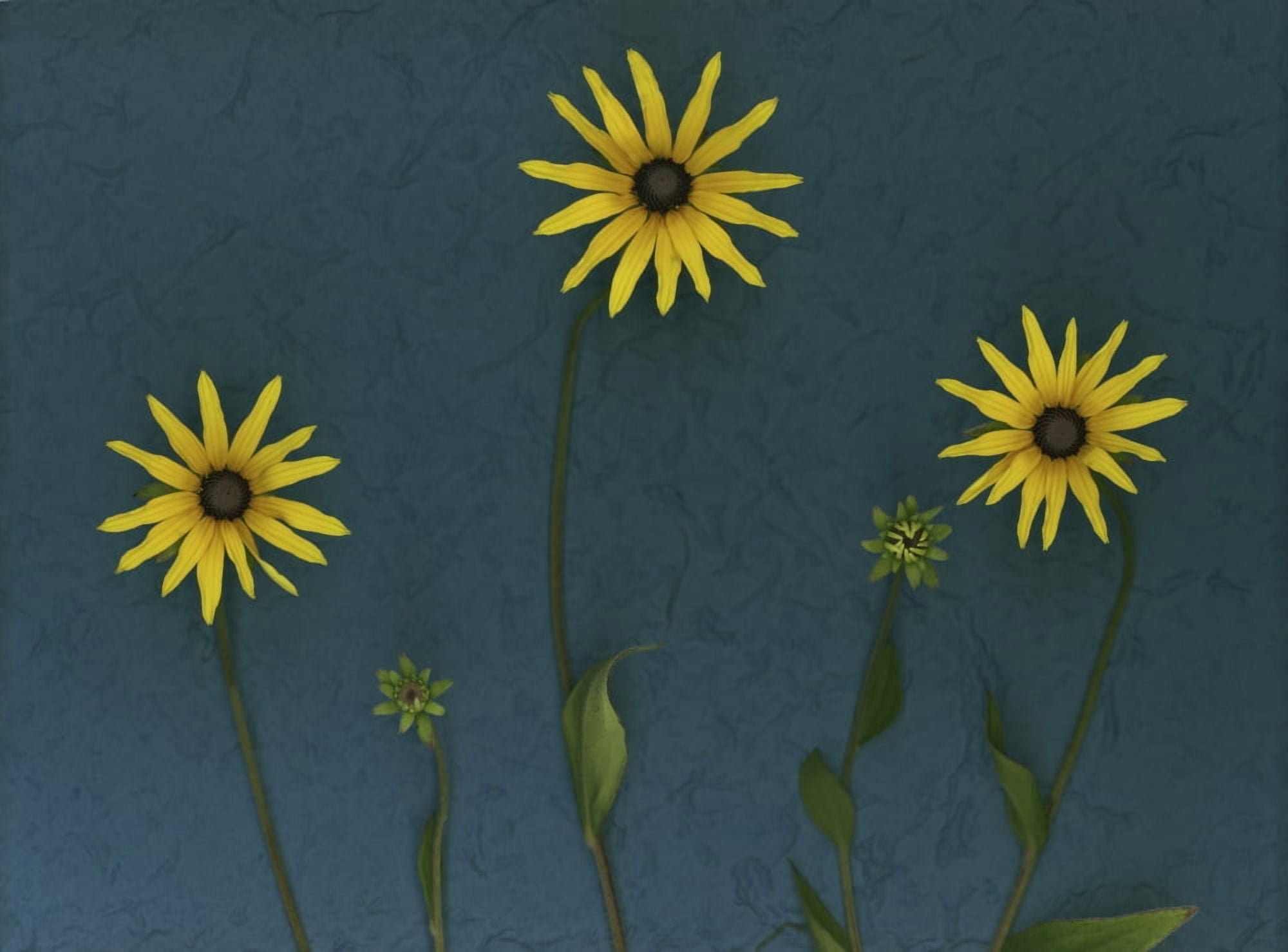 Three Yellow Flowers Canvas Art - Deddeda Design Pics (16 x 12)