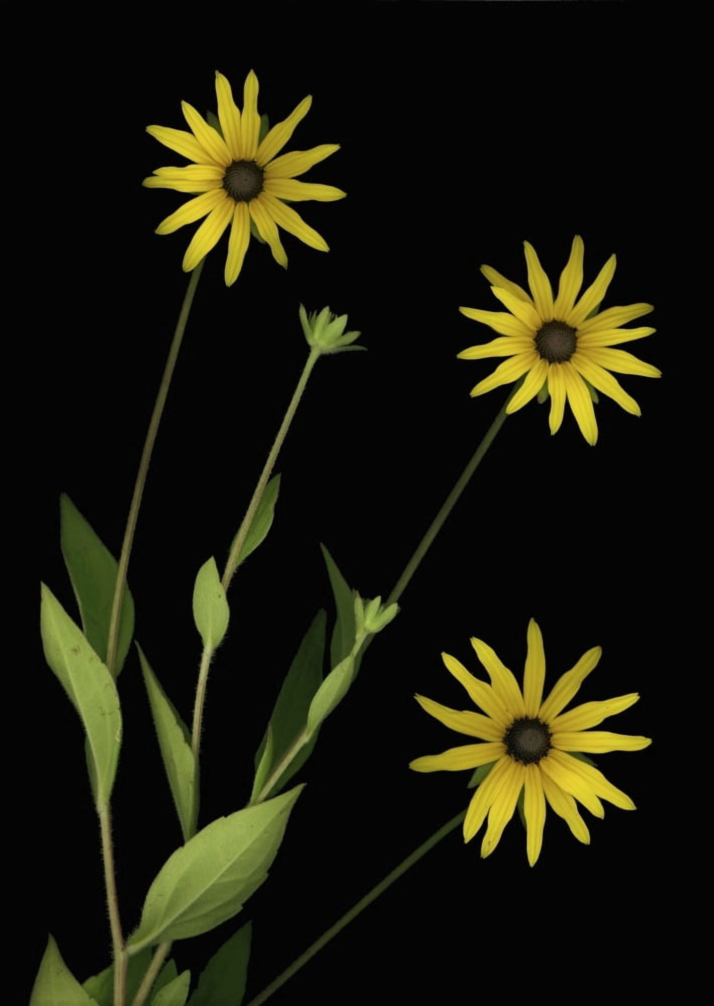 Three Yellow Flowers Canvas Art - Deddeda Design Pics (24 x 32)
