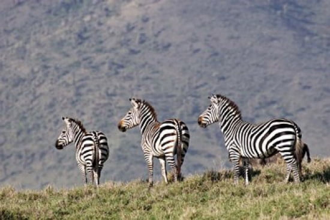 Three Zebras Watch a Lion Approach Tanzania Canvas Art - Charles Sleicher DanitaDelimont (36 x 25)