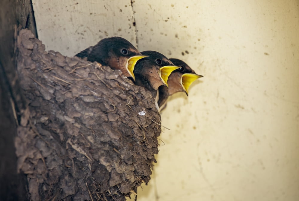 Three baby birds in a nest calling to their motherPerthshire scotland Canvas Art - John Short Design Pics (18 x 12)