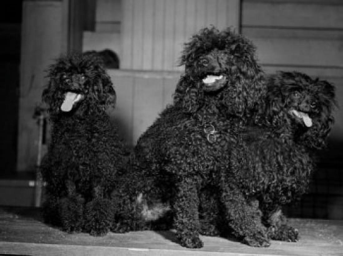 Three black French poodles Canvas Art - (24 x 36)