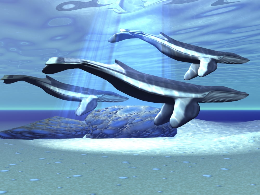 Three blue whales move through their protected territory Canvas Art - Corey FordStocktrek Images (17 x 13)