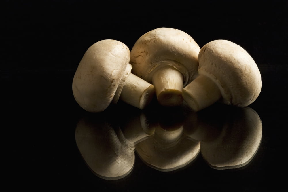 Three button mushrooms backlit and reflecting on black foreground and background Calgary Alberta Canada Canvas Art - Michael Interisano Design Pics (38 x 24)