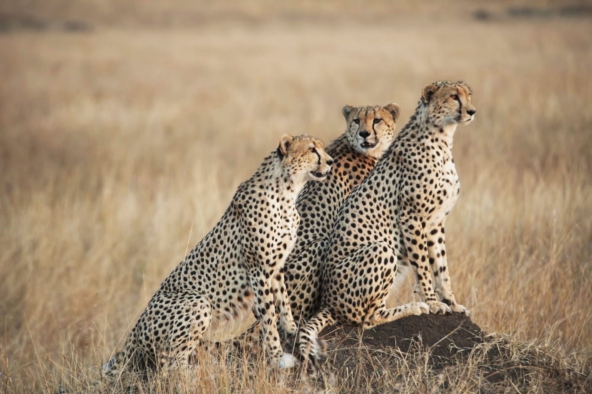 Three cheetahs standing together with a watchful eye in the maasai mara national reserveMaasai mara kenya Canvas Art - Diane Levit Design Pics (19 x 12)