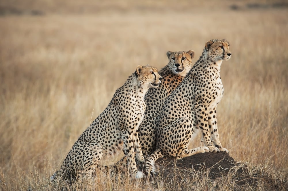 Three cheetahs standing together with a watchful eye in the maasai mara national reserveMaasai mara kenya Canvas Art - Diane Levit Design Pics (38 x 24)