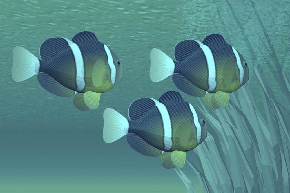 Three clownfish swim close to some seaweed plants Canvas Art - Corey FordStocktrek Images (35 x 23)