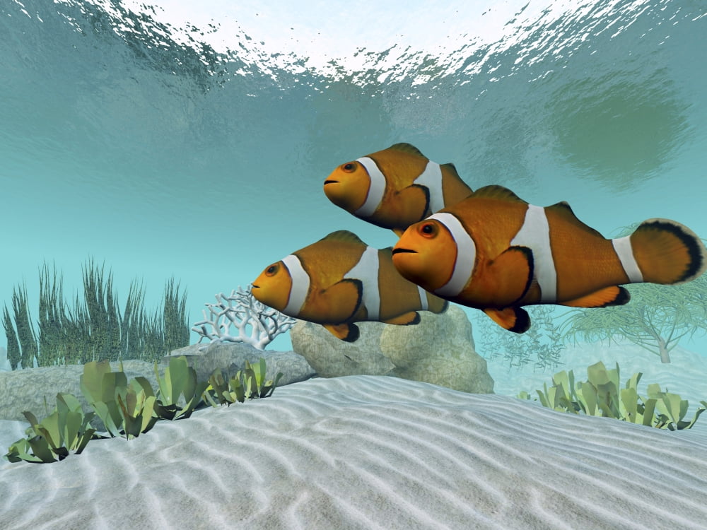 Three clownfish swim together and watch for predators Canvas Art - Corey FordStocktrek Images (32 x 24)