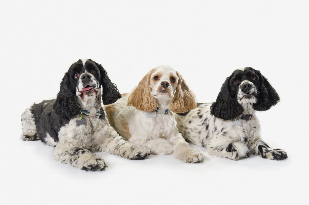 Three cocker spaniels on a white backgroundSt albert alberta canada Canvas Art - Corey Hochachka Design Pics (19 x 12)