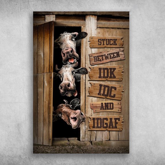 Three cows In The Barn - Stuck Between IDK, IDC, And IDGAF 11 x 17 Inch Poster