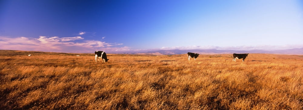 Three cows grazing in a field Point Reyes National Seashore California USA Canvas Art - Panoramic Images (27 x 9)