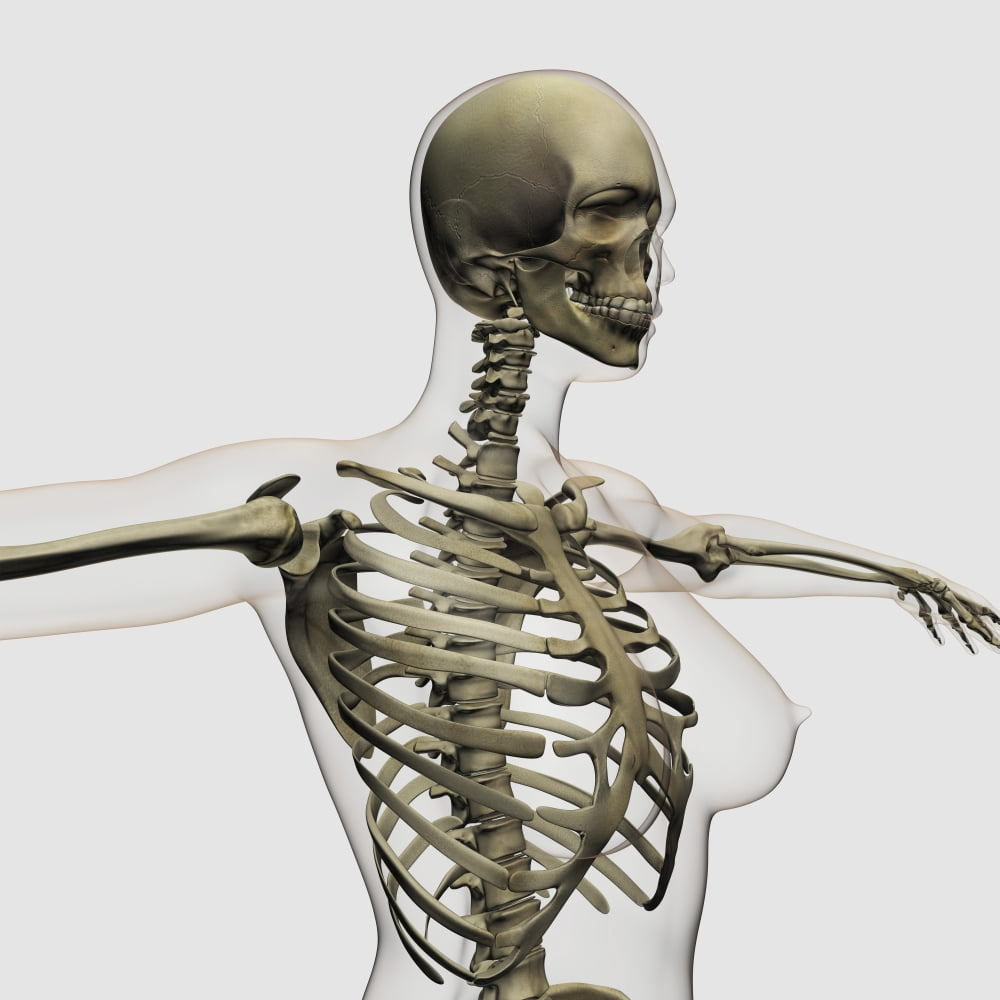Three dimensional view of female rib cage and skeletal system Canvas Art - Stocktrek Images (29 x 29)