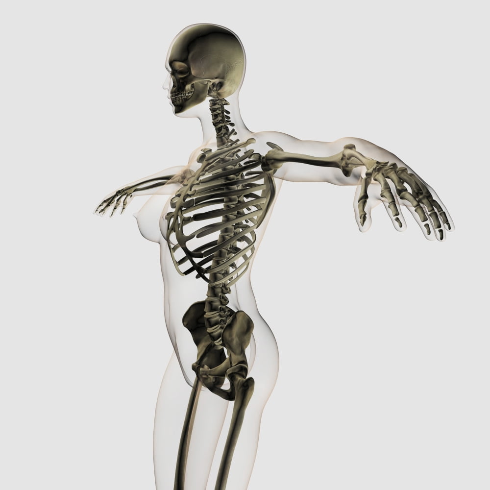 Three dimensional view of female skeletal system Canvas Art - Stocktrek Images (29 x 29)