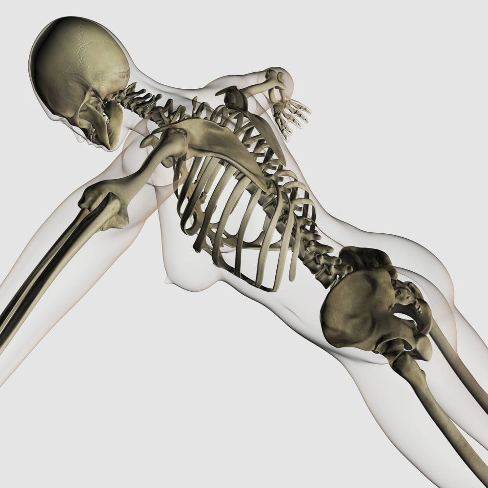 Three dimensional view of female spine and skeletal system Canvas Art - Stocktrek Images (29 x 29)