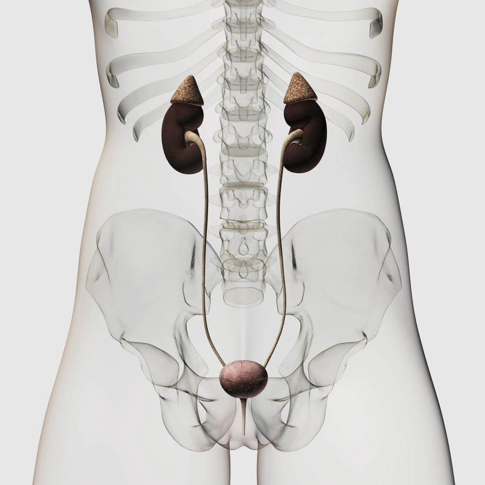 Three dimensional view of female urinary system Canvas Art - Stocktrek Images (29 x 29)