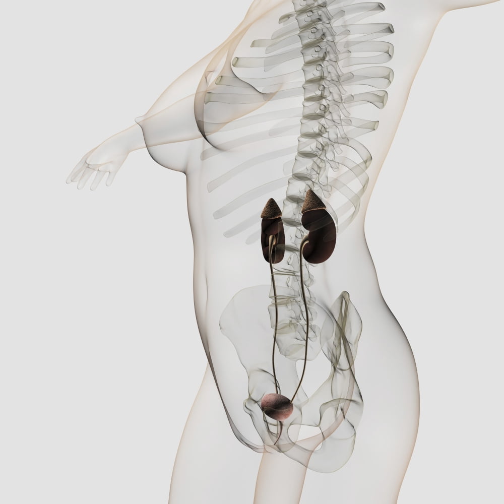 Three dimensional view of female urinary system Canvas Art - Stocktrek Images (29 x 29)