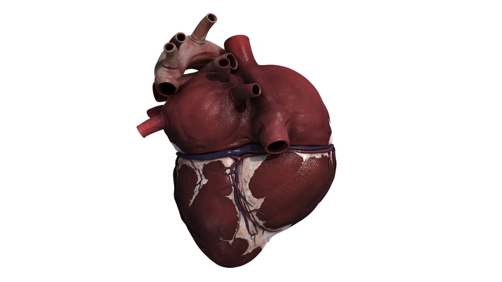 Three dimensional view of human heart back Canvas Art - Stocktrek Images (38 x 21)
