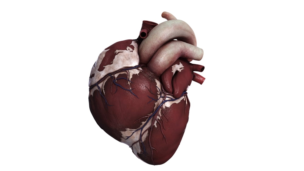 Three dimensional view of human heart front Canvas Art - Stocktrek Images (19 x 11)