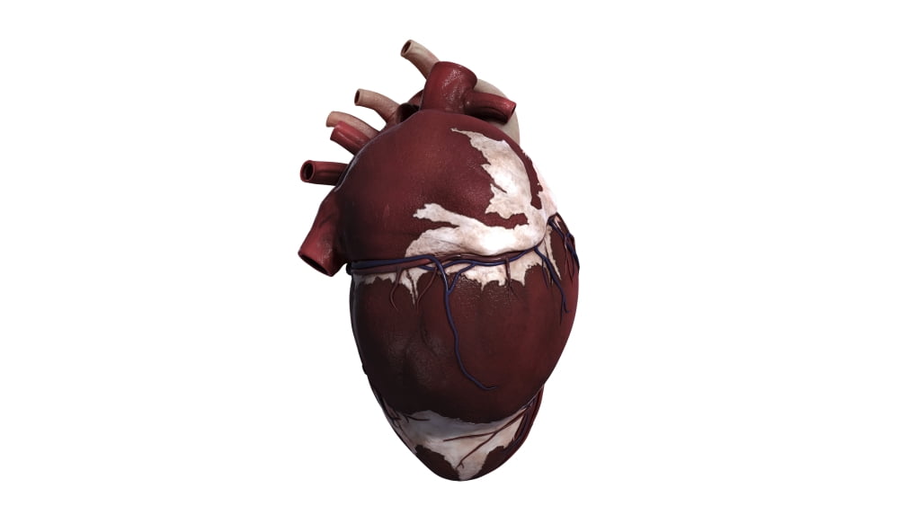 Three dimensional view of human heart left side Canvas Art - Stocktrek Images (19 x 11)