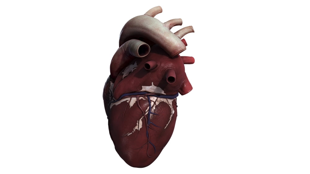 Three dimensional view of human heart right side Canvas Art - Stocktrek Images (37 x 21)