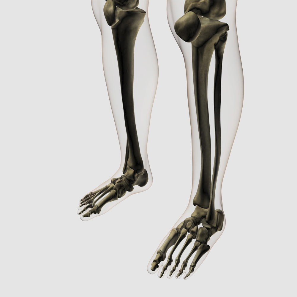Three dimensional view of human leg and feet bones Canvas Art - Stocktrek Images (29 x 29)
