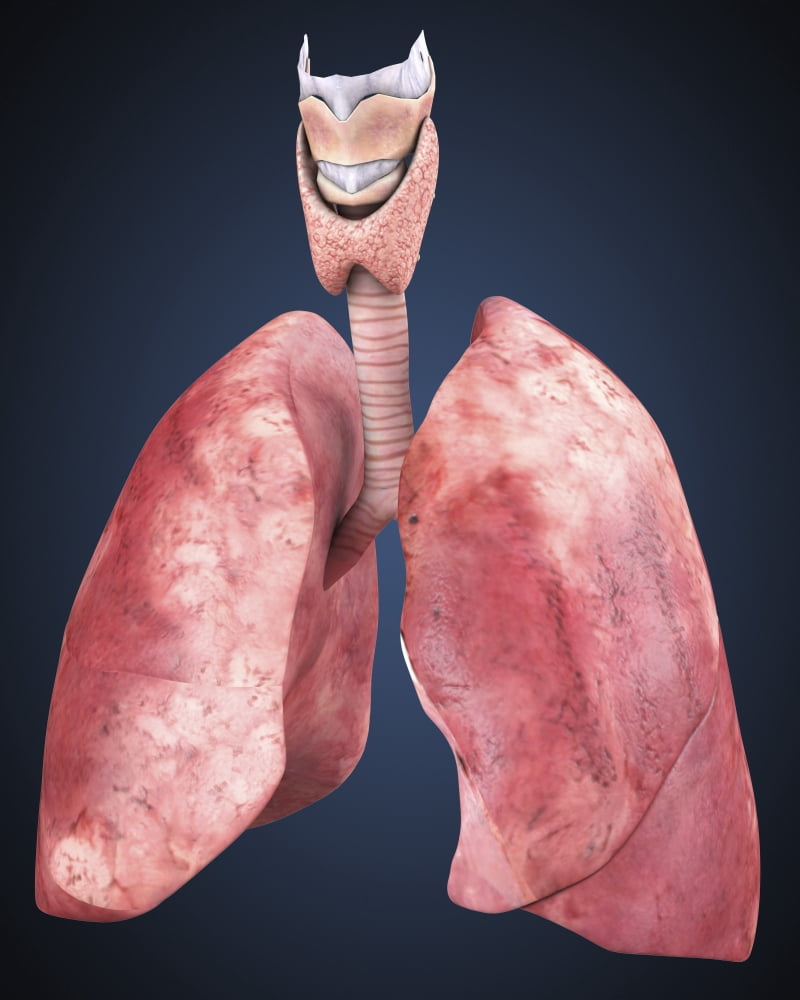Three dimensional view of human lungs Canvas Art - Stocktrek Images (13 x 16)