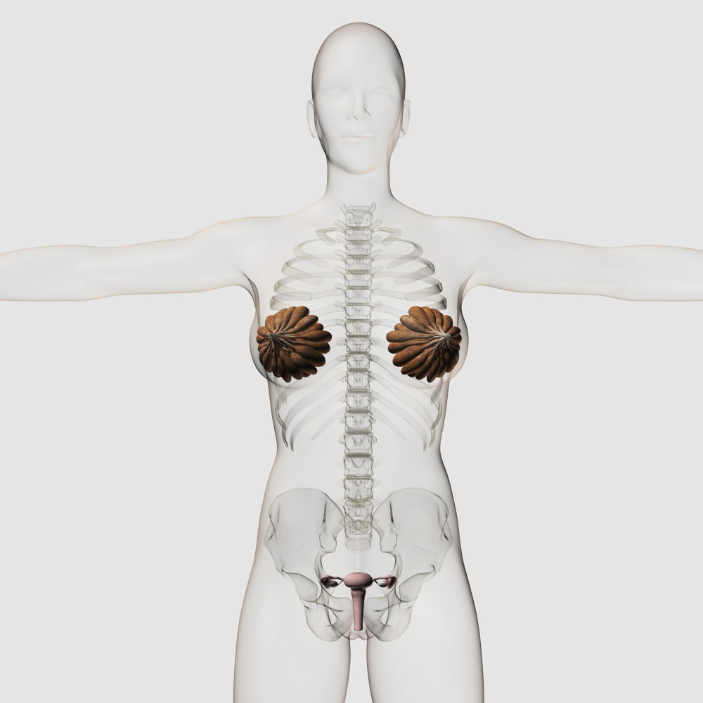 Three dimensional view of the female reproductive system Canvas Art - Stocktrek Images (29 x 29)