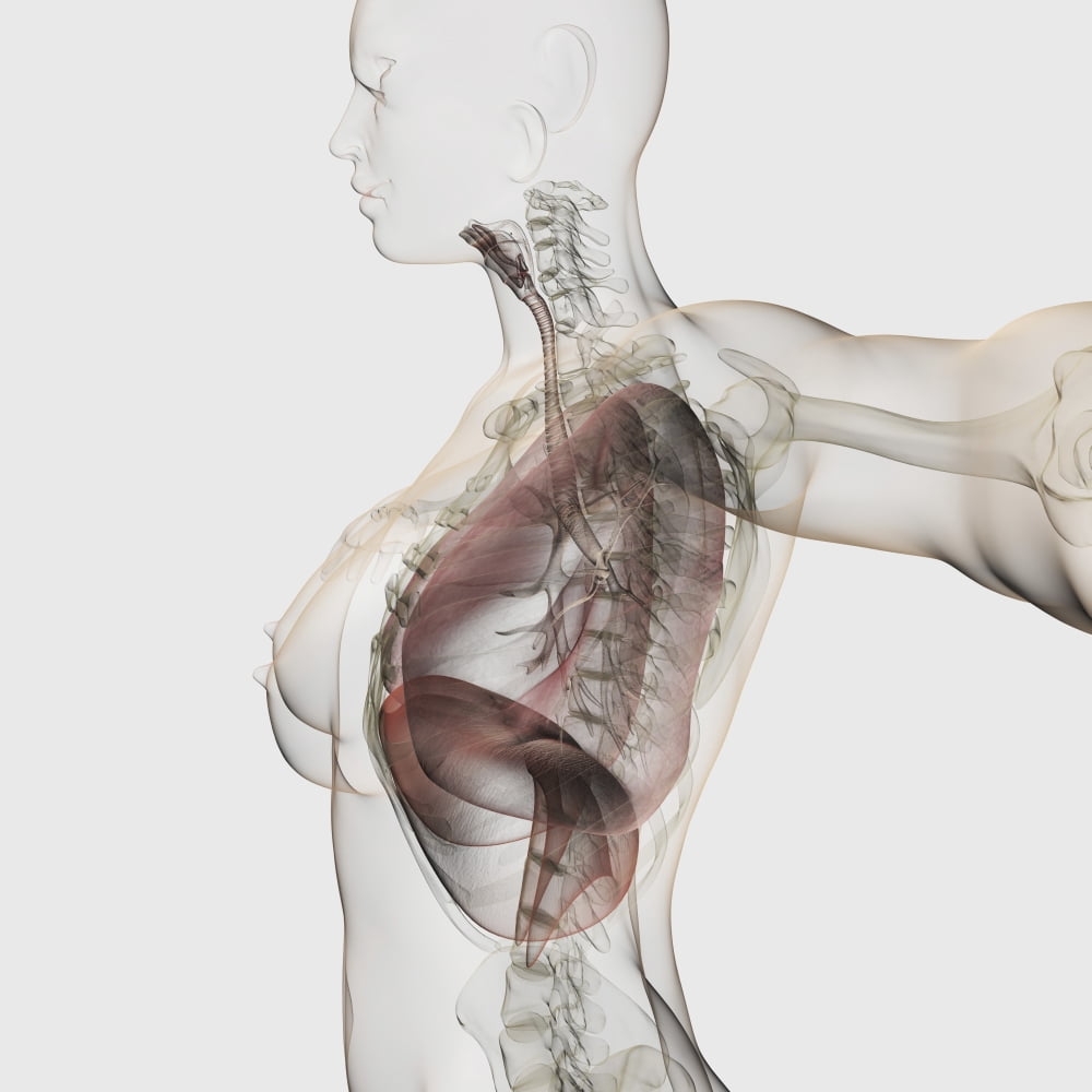 Three dimensional view of the female respiratory system Canvas Art - Stocktrek Images (29 x 29)