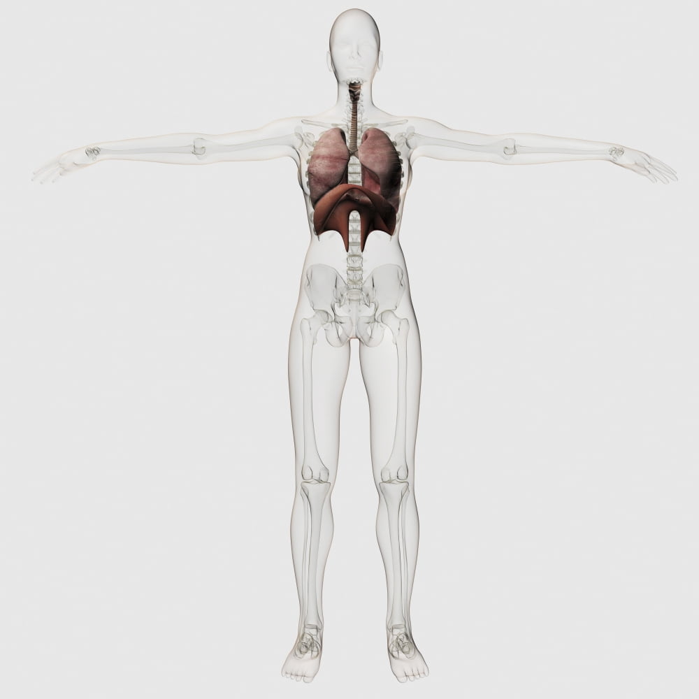 Three dimensional view of the female respiratory system Canvas Art - Stocktrek Images (29 x 29)