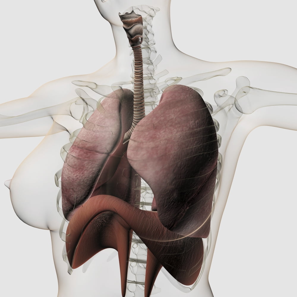 Three dimensional view of the female respiratory system Canvas Art - Stocktrek Images (29 x 29)