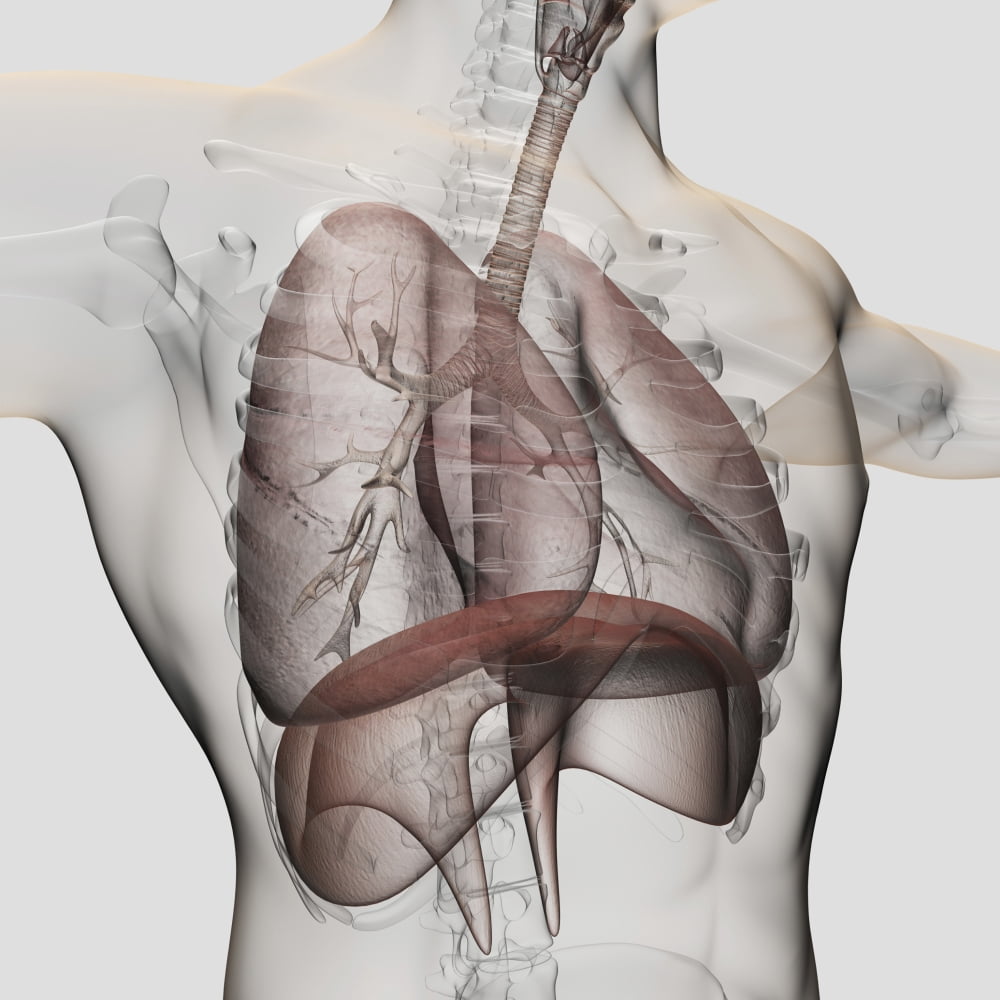 Three dimensional view of the male respiratory system Canvas Art - Stocktrek Images (29 x 29)