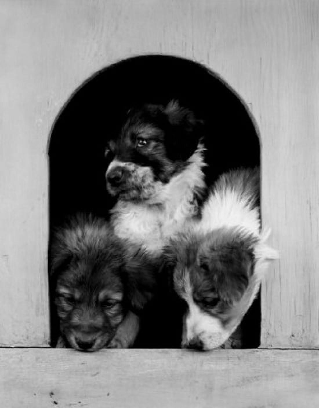 Three dogs in doghouse Canvas Art -  (18 x 24)