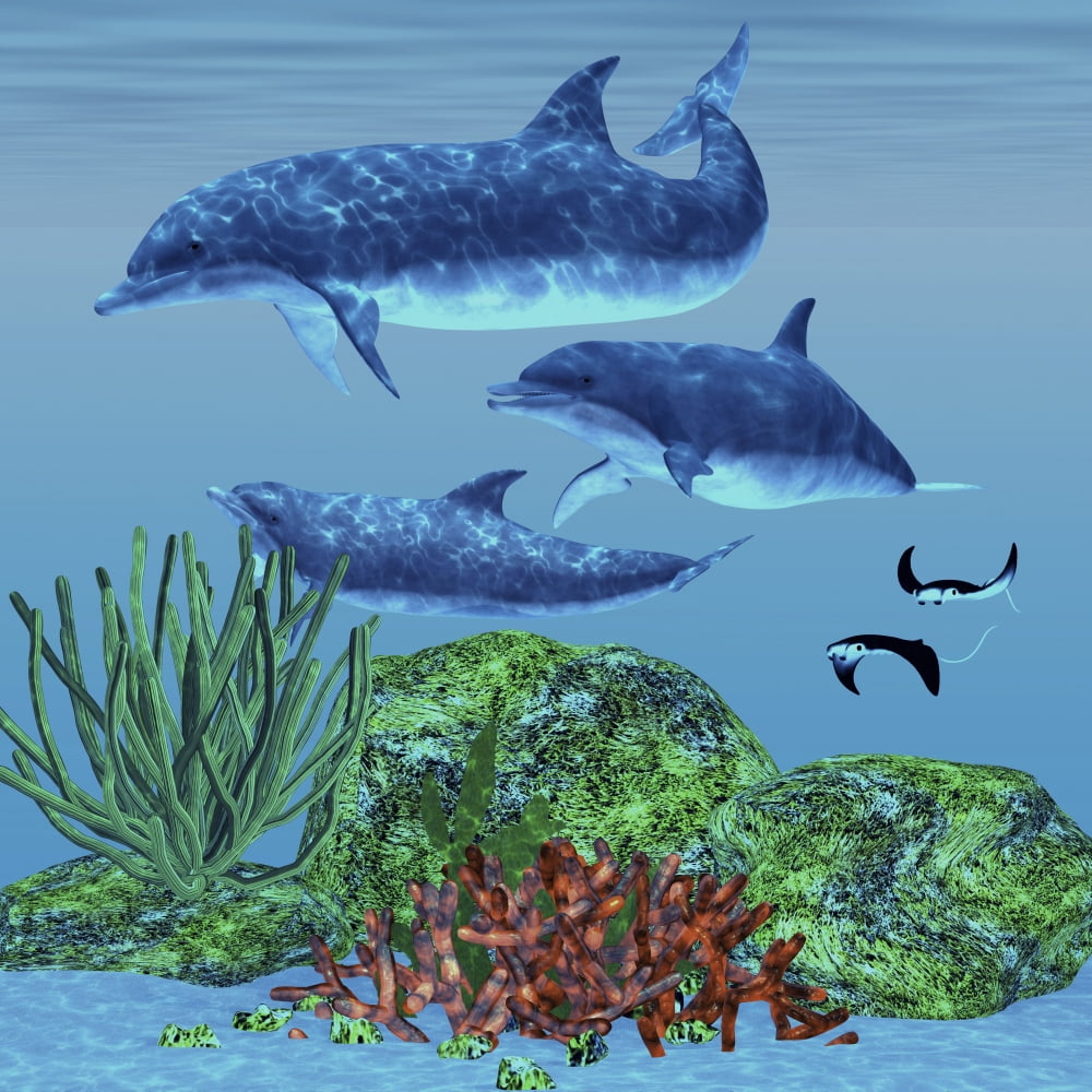 Three dolphins swim around a reef area looking for fish to eat Canvas Art - Corey FordStocktrek Images (28 x 28)