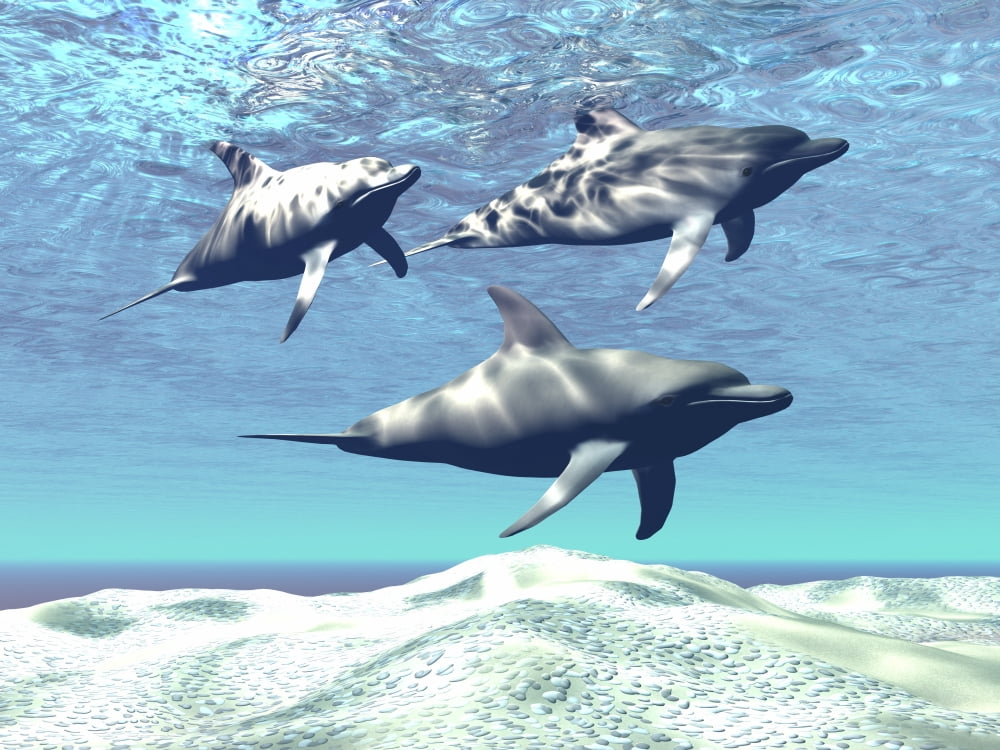 Three dolphins swimming over a sandy reef Canvas Art - Corey FordStocktrek Images (17 x 13)