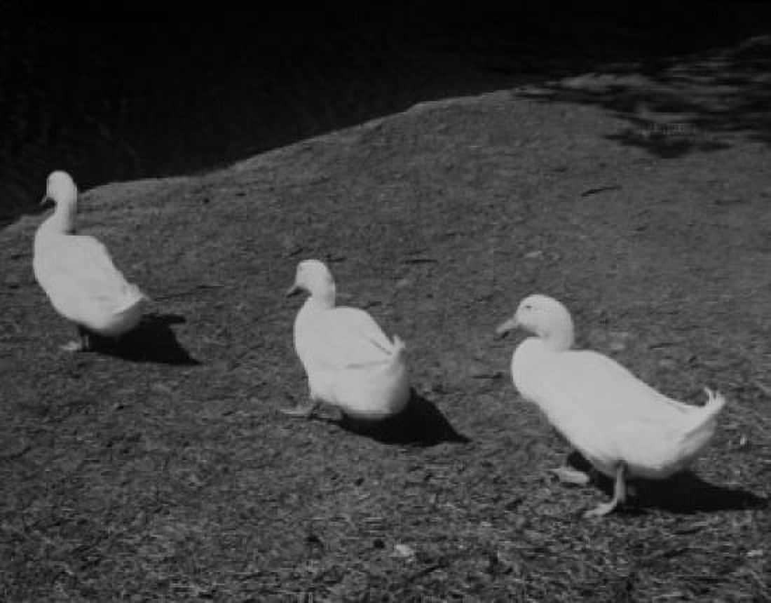Three ducks in a row Canvas Art - (18 x 24)
