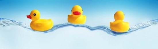 Three ducks on water Canvas Art - Panoramic Images (36 x 12)